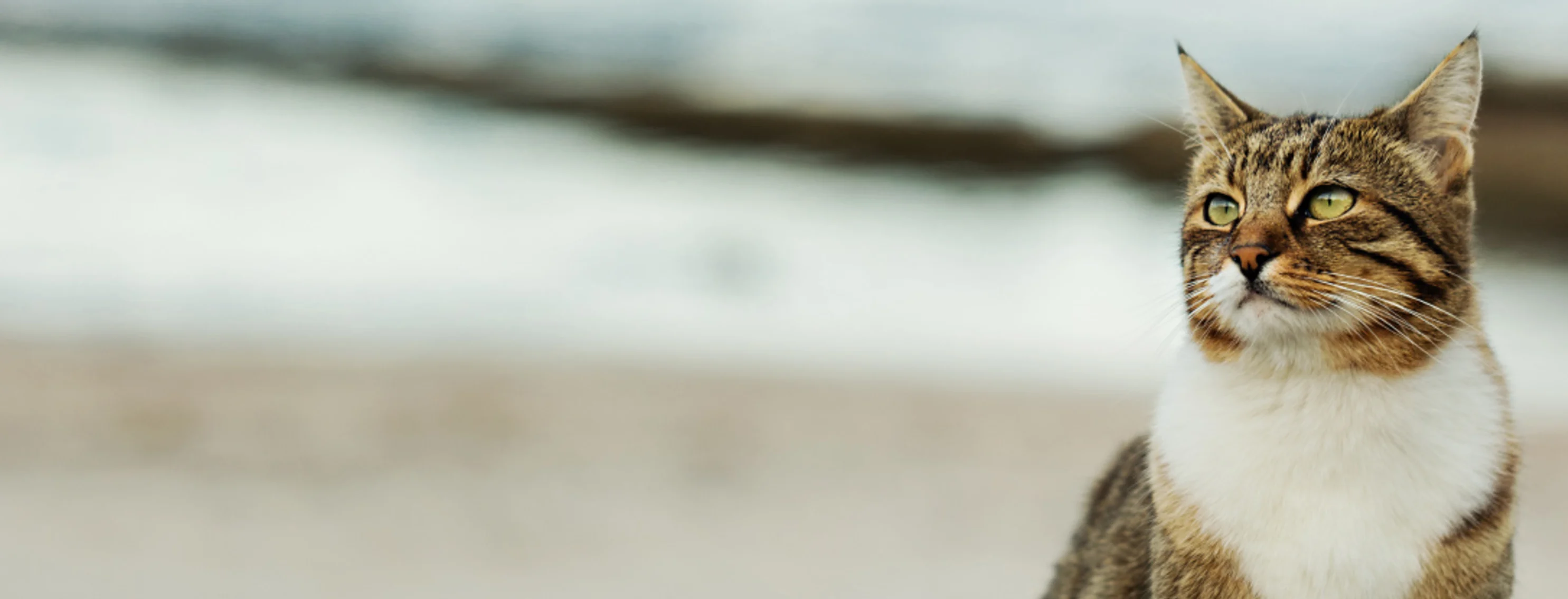 Tabby cat on beach